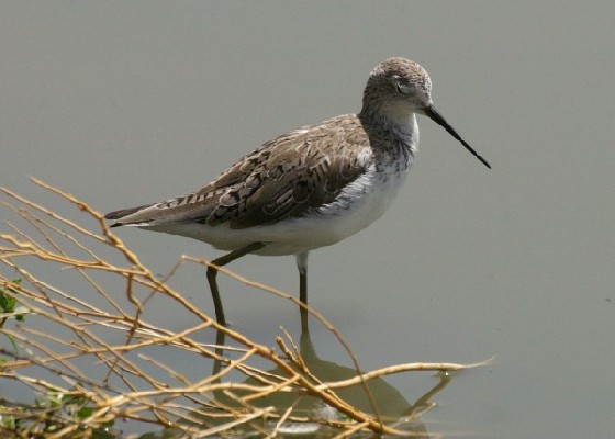 Marsh Sandpiper