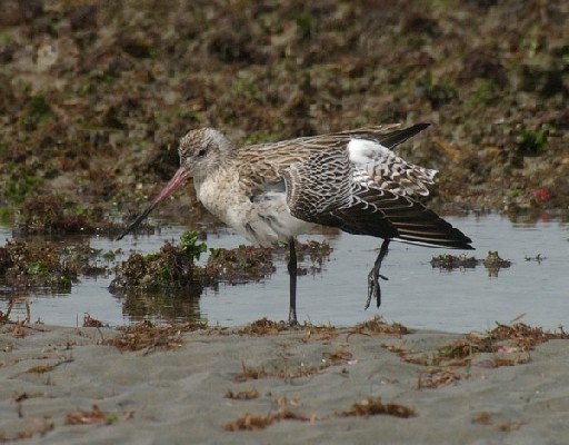 Bar-tailed Godwit