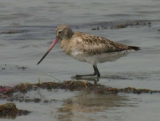 Bar-tailed Godwit