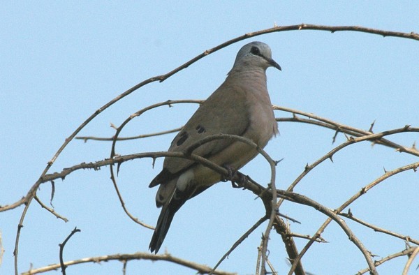Black-billed Wood Dove