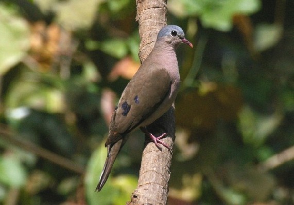 Blue-spotted Wood Dove