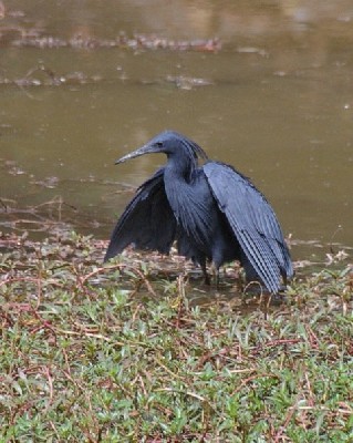 Black Egret showing the long soft feathers on the head and breast.