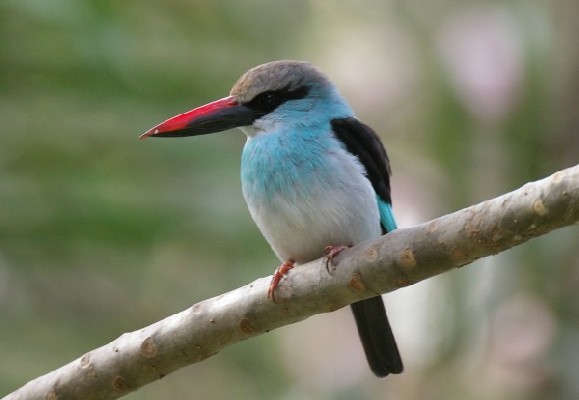 Blue-breasted Kingfisher