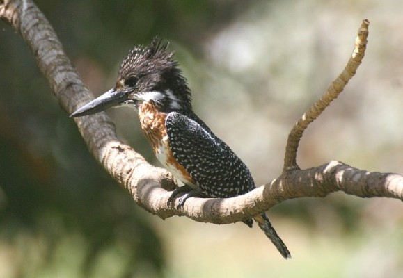 Giant Kingfisher