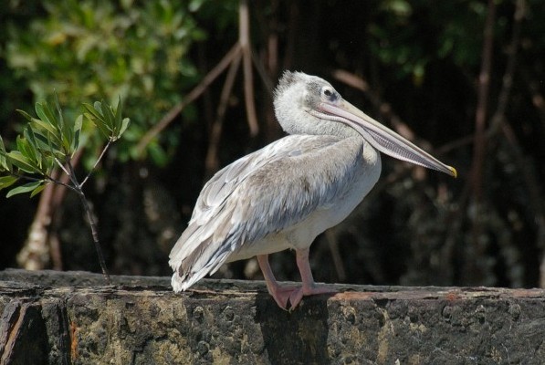 Pink-backed Pelican