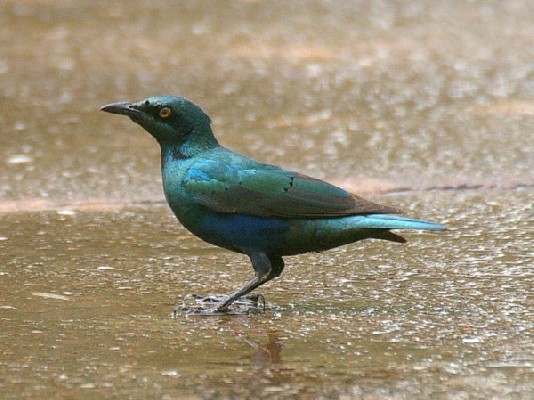 Greater Blue-eared Starling