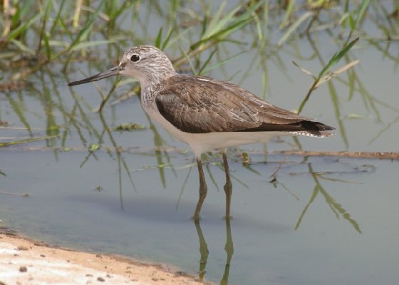 Common Greenshank