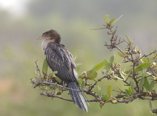 Long Tailed Cormorant