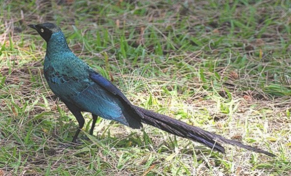 Long-Tailed Glossy Starling - Adult