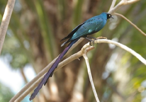 Long-Tailed Glossy Starling - Adult
