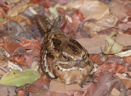 Long-Tailed Nightjar - Adult