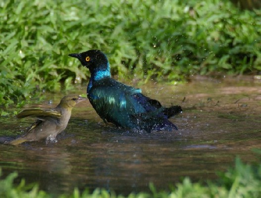 Purple Gossy Starling 