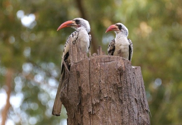 Western Red-billed Hornbills 