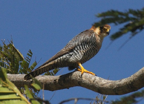Red-necked Falcon