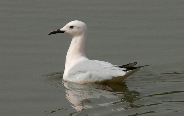 Slender-billed Gull
