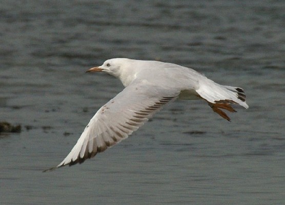 Slender-billed Gull