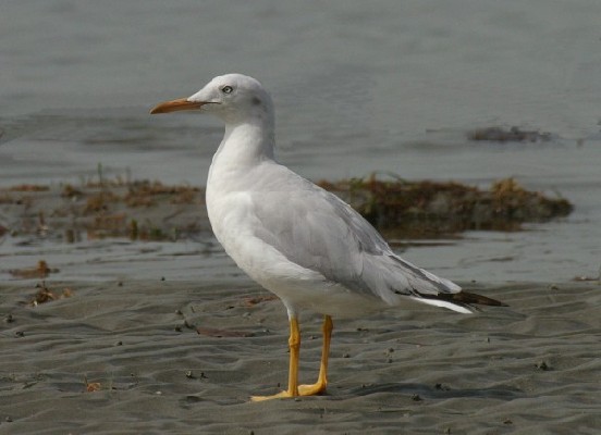 Slender-Billed Gull