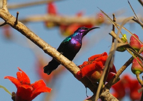 Splendid Sunbird