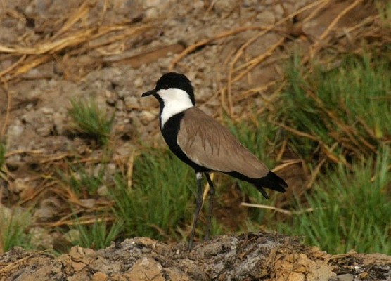 Spur-winged Plover