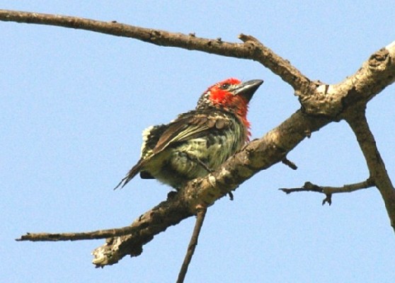 Vieillot's Barbet