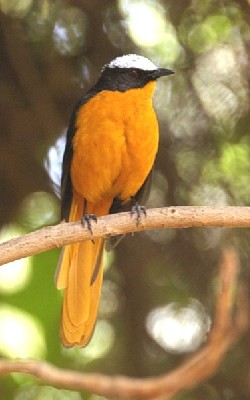 White-crowned Robin-Chat