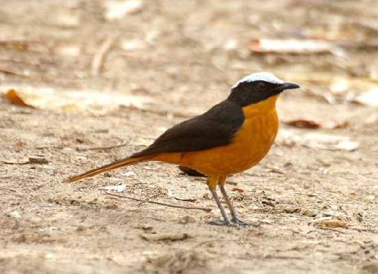 White-crowned Robin-Chat