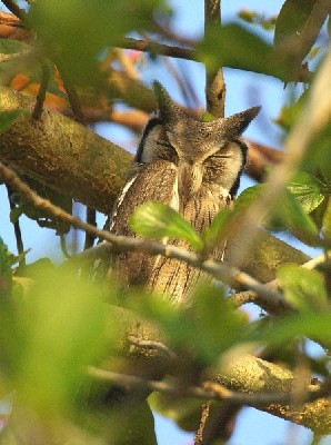 White Faced Scops Owl