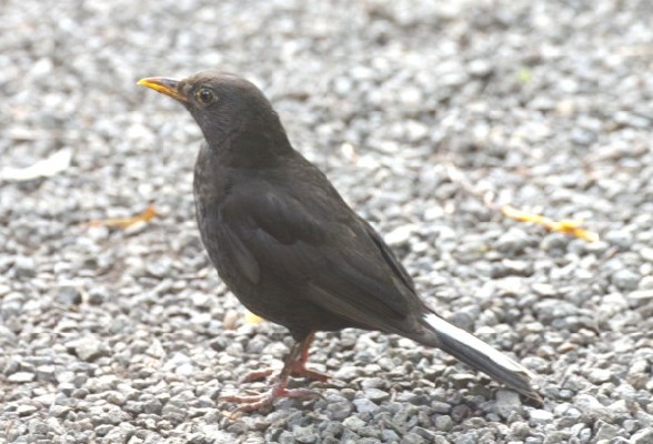 Eurasian Blackbird