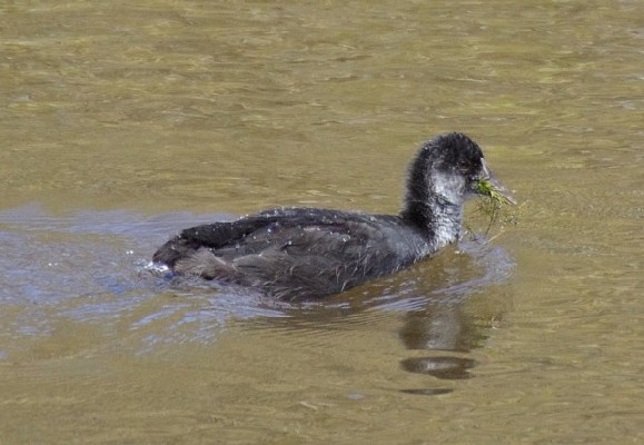 Eurasian Coot