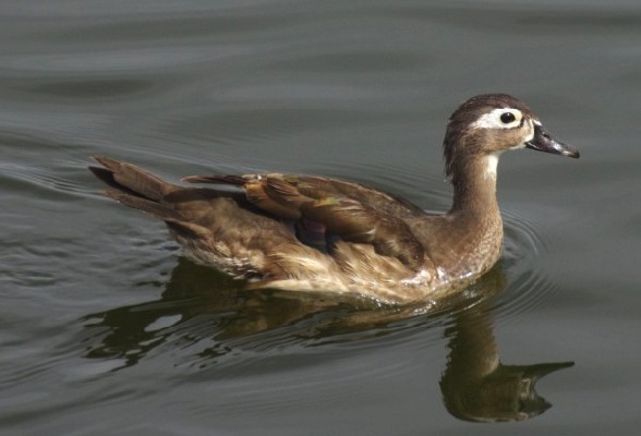 Wood Duck