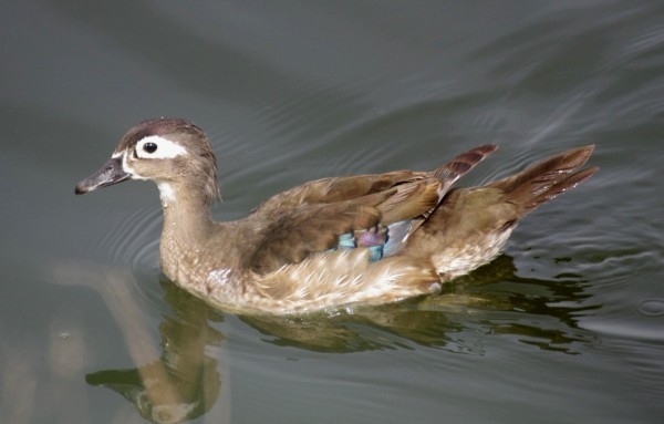 Wood Duck