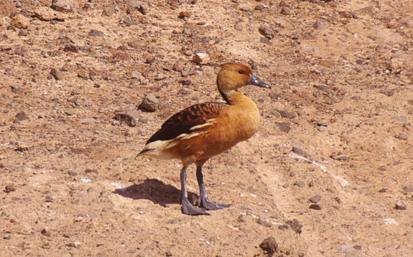 Fulvous Whistling Duck