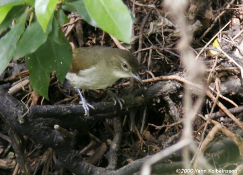 Cabanis's Greenbul