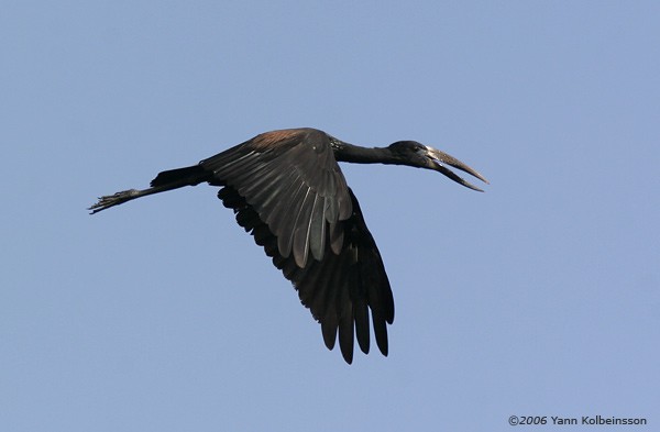 African Openbill