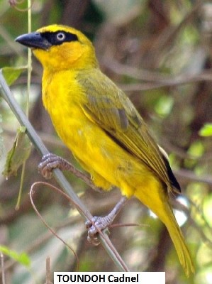 Olive-naped Weaver