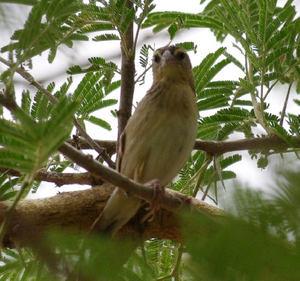 Northern Red Bishop