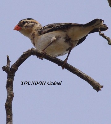Vidua macroura