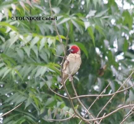 Red-headed Quelea - Quelea erythrops