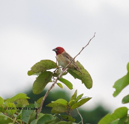 Red-headed Quelea - Quelea erythrops