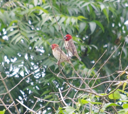 Red-headed Quelea - Quelea erythrops
