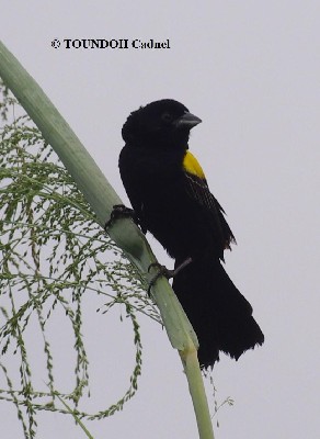 Yellow-mantled Widowbird - Euplectes macroura