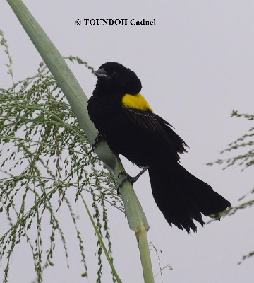 Yellow-mantled Widowbird - Euplectes macroura