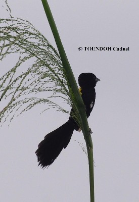 Yellow-mantled Widowbird - Euplectes macroura