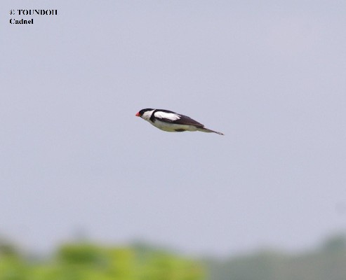 Pin-tailed Whydah - Vidua macroura