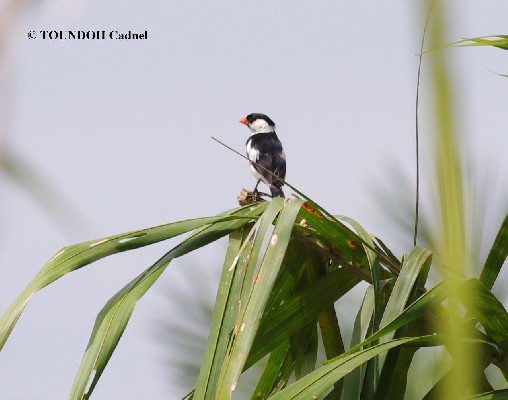 Pin-tailed Whydah - Vidua macroura
