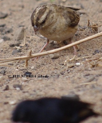 Wilson's Indigobird - Vidua wilsoni