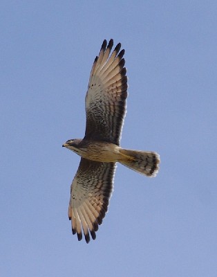 Grasshopper Buzzard >> Butastur rufipennis