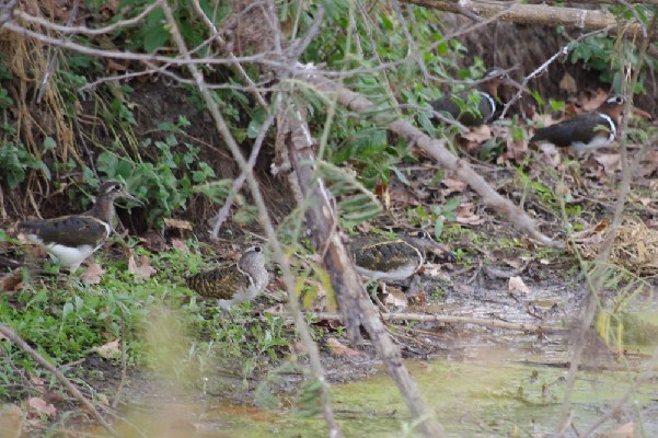 Greater Painted-snipe, Rostratula benghalensis