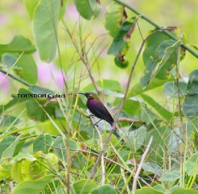 Copper Sunbird, Cinnyris cupreus
