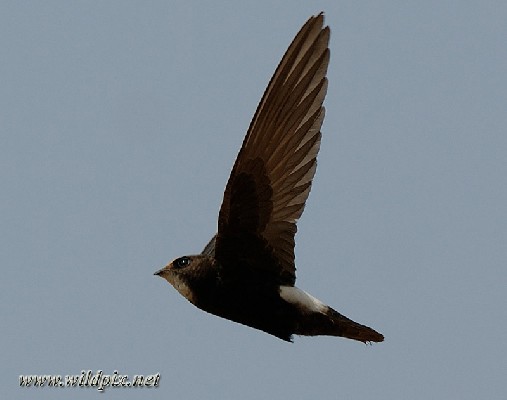 Little Swift on wing